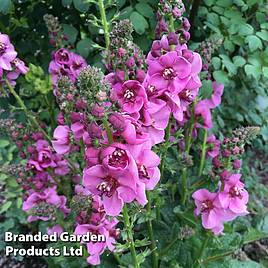 Verbascum Lavender Lass