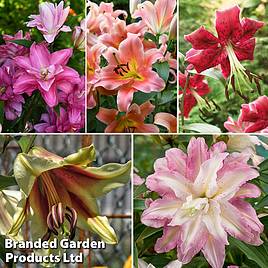 Nurserymans Choice Lily Bulbs