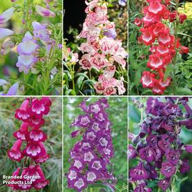 Penstemon Collection