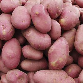 How to Grow Potatoes  BBC Gardeners World Magazine