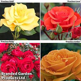 Leah Tutu (Shrub Rose)  Peter Beales Roses - the World Leaders in