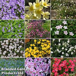 Nurserymans Choice Alpine Mix