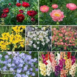 202 Summer Colour Bulb and Bare Root Collection