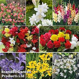 Summer Bulb Bundle