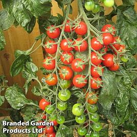 Tomato Sugar Gloss F1 Hybrid (Grafted)