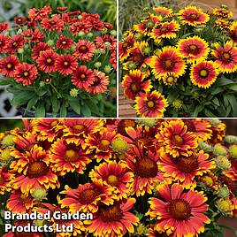 Gaillardia Guapa Collection