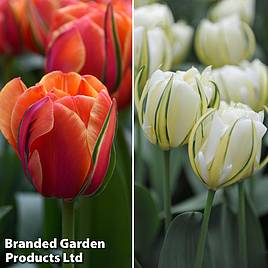 Tulip Queensday and White Valley Collection