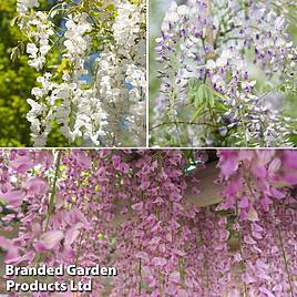 Wisteria Trio