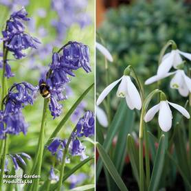 Woodland Garden Bulb Duo