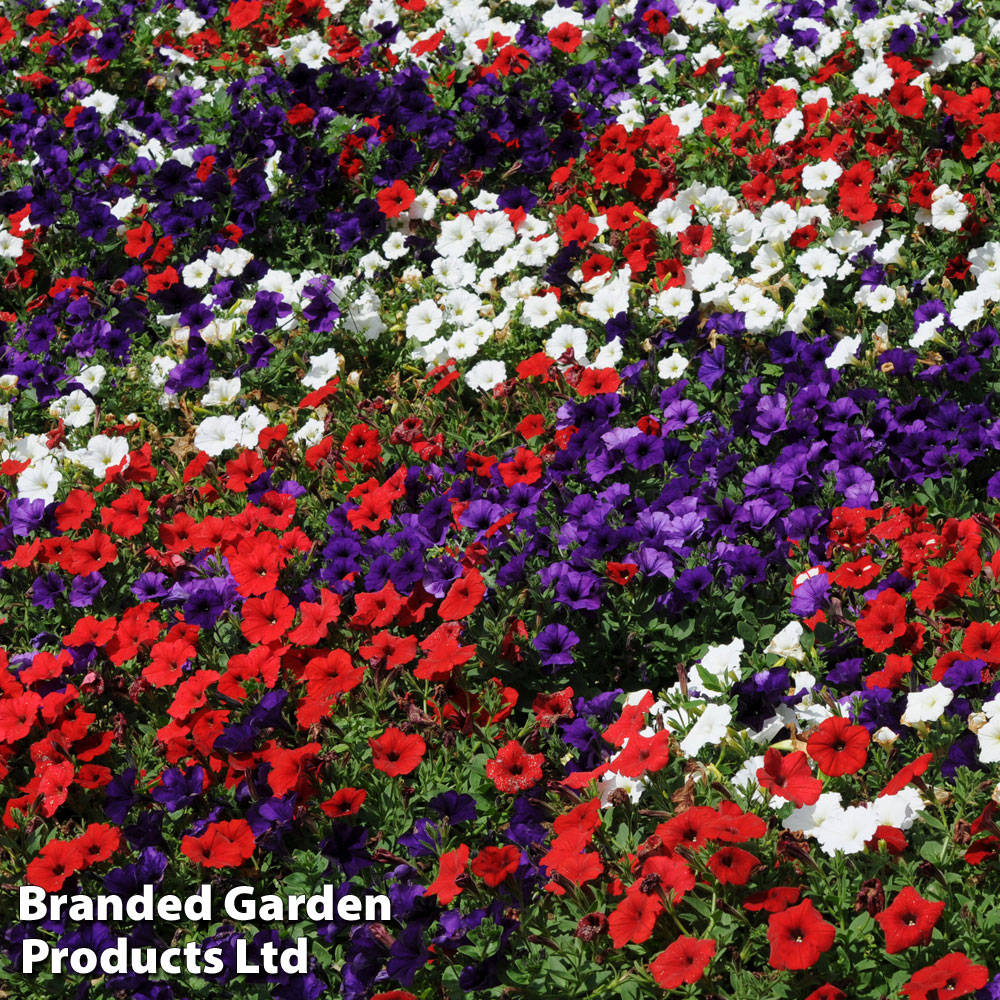 Petunia 'Easy Wave Union Jack Mix' | Suttons