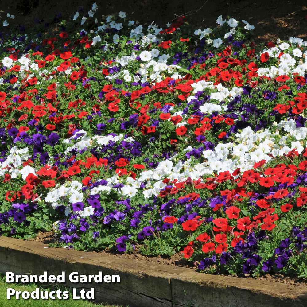 Petunia 'Easy Wave Union Jack Mix' | Suttons