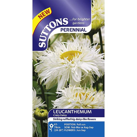 Leucanthemum 'Crazy Daisy' - Seeds