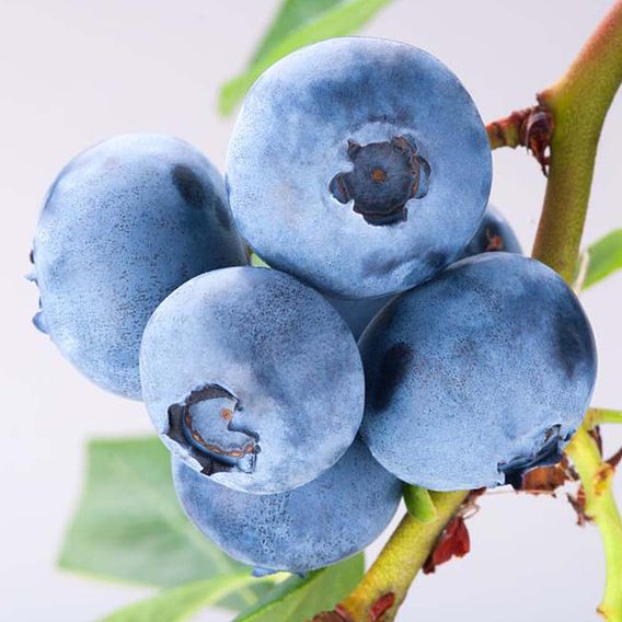 Blueberry 'Powder Blue'