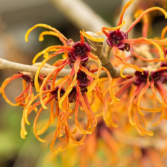 Hamamelis x intermedia 'Jelena'