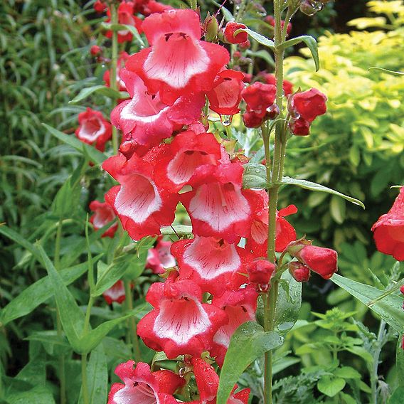 Penstemon 'Sweet Cherry'