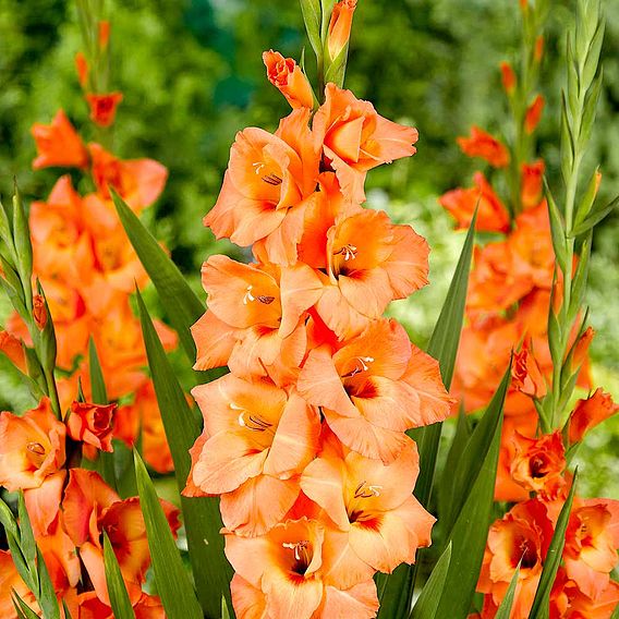 Gladioli Corms - Peter Pears | Suttons