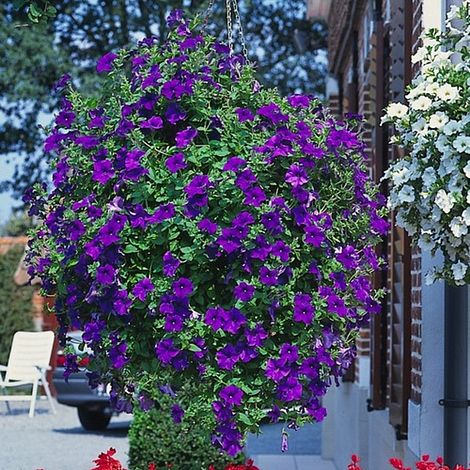 Petunia 'Trailing Surfinia Blue'