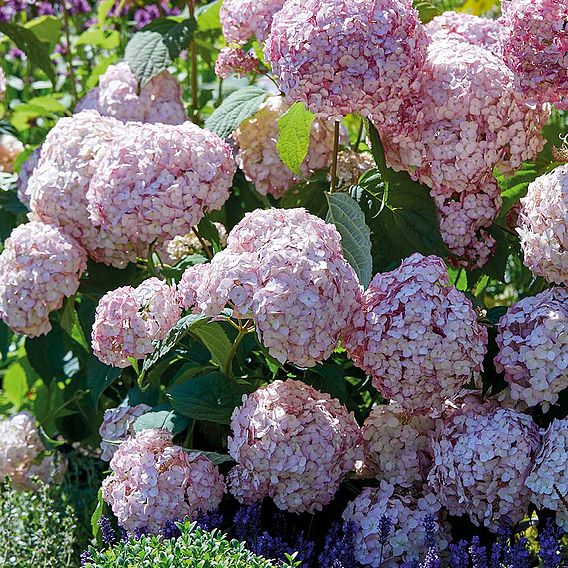 Hydrangea arborescens Candybelle Bubblegum Plants | Suttons