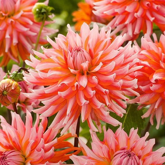 Dahlia 'Orange Turmoil'