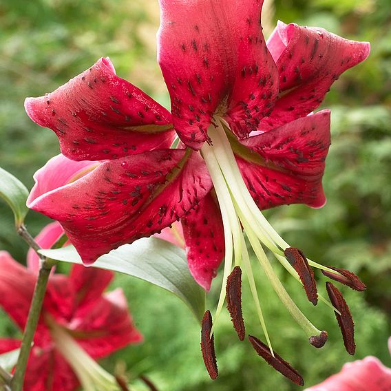 Tree Lily 'Miss Feya'