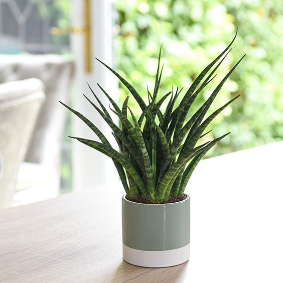 Sansevieria 'Fernwood'