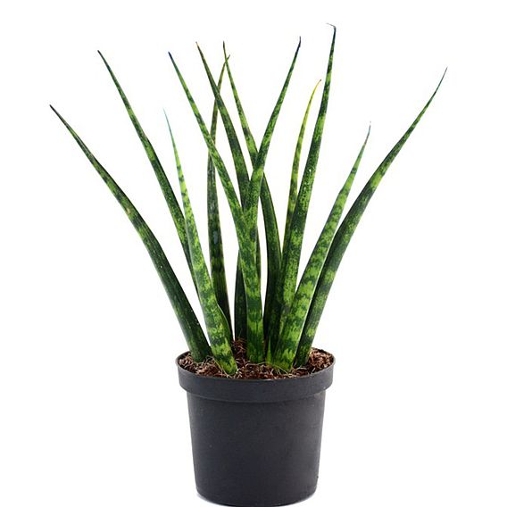 Sansevieria 'Fernwood' | Suttons