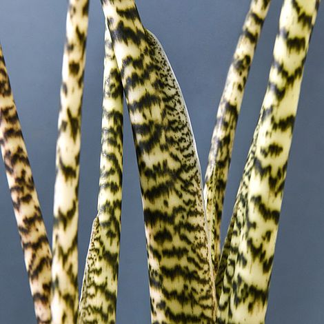 Alocasia Zebrina