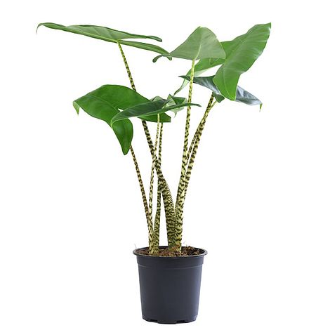 Alocasia Zebrina