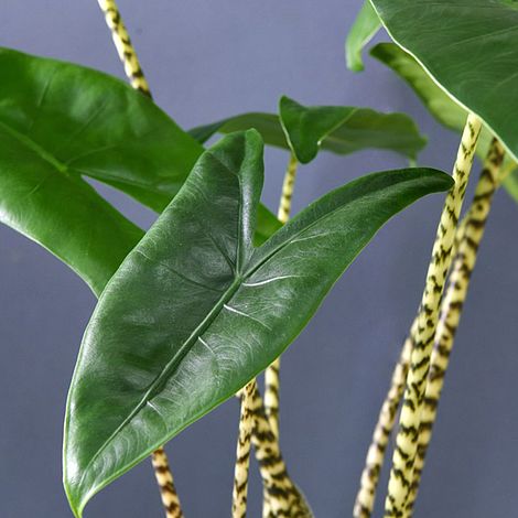 Alocasia Zebrina