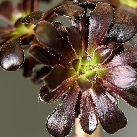 Aeonium arboreum 'Atropurpureum'