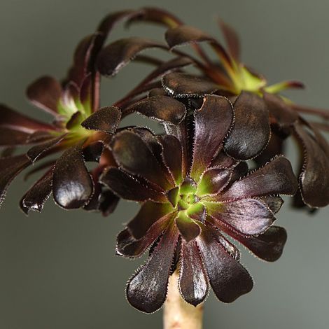 Aeonium arboreum 'Atropurpureum'