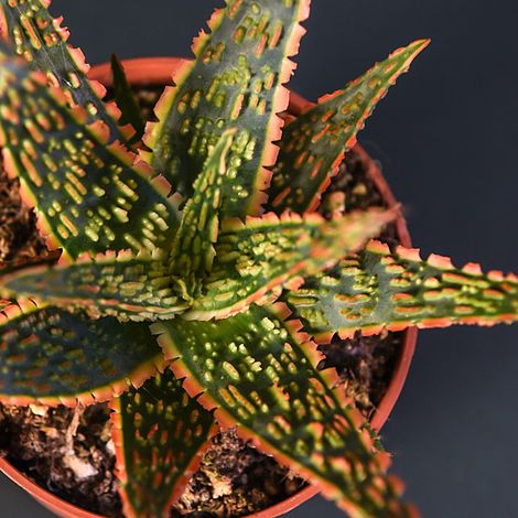 Aloe zebrina 'Dannyz'