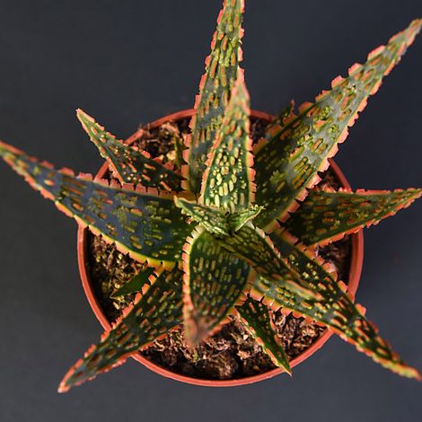 Aloe zebrina 'Dannyz'