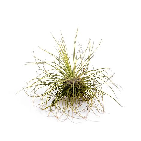 Tillandsia argentea