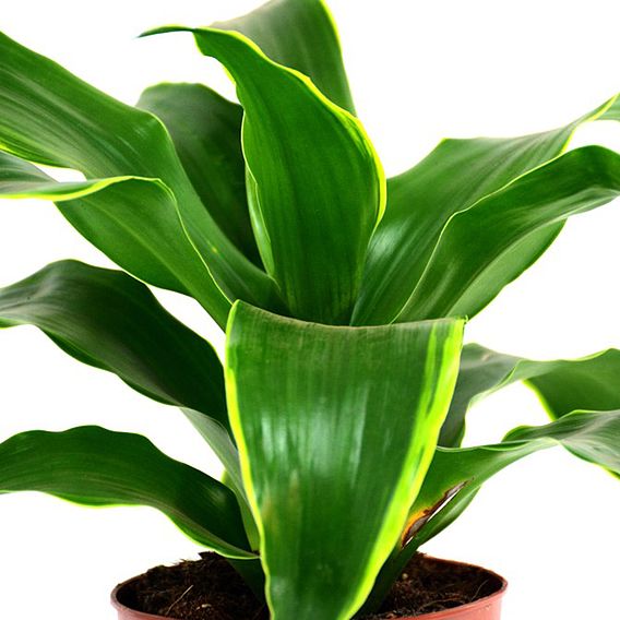 Dracaena fragrans 'Tornado'