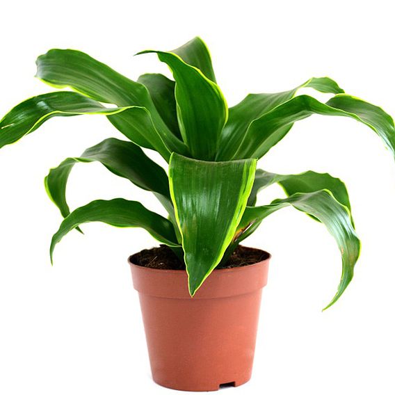 Dracaena fragrans 'Tornado'