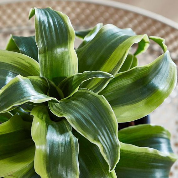 Dracaena fragrans 'Tornado'