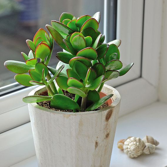 Crassula ovata