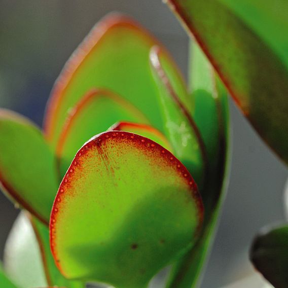 Crassula ovata