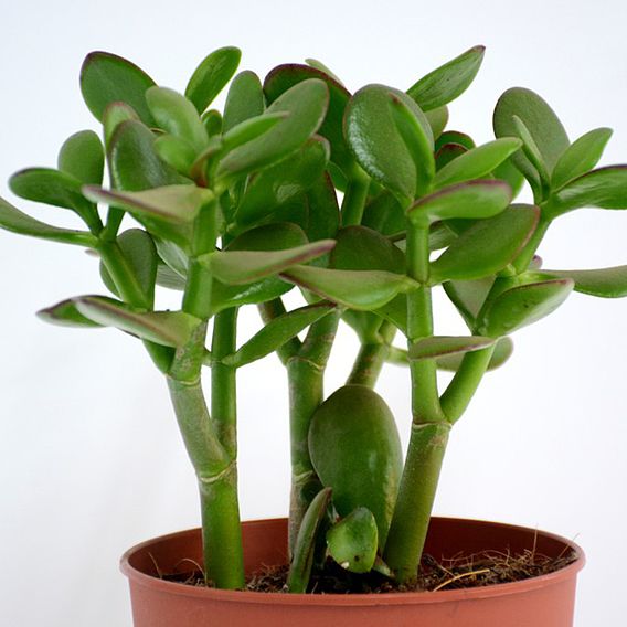 Crassula ovata