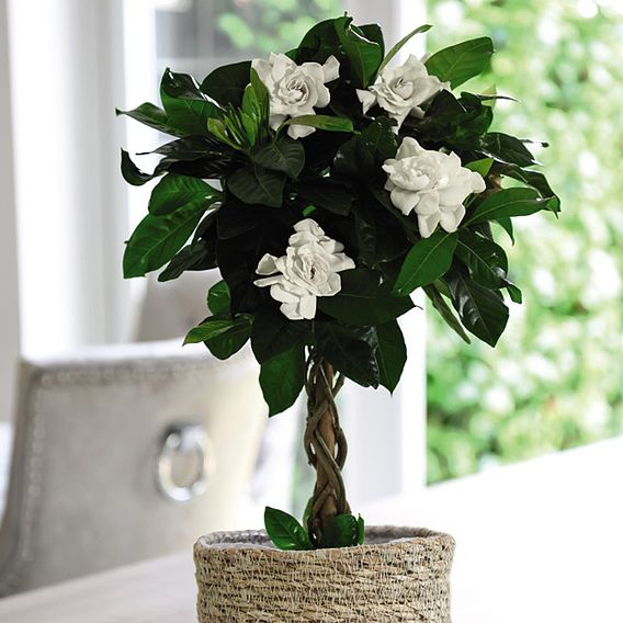 Gardenia Standard with Twisted Stem