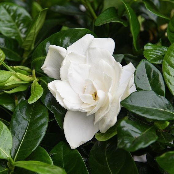 Gardenia Standard with Twisted Stem