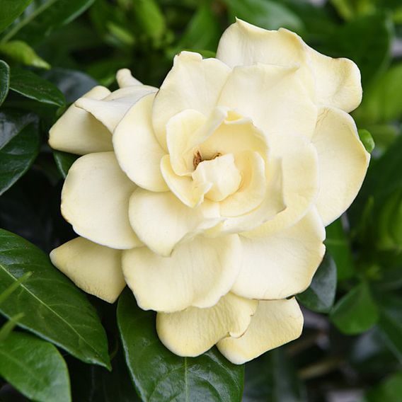 Gardenia Standard with Twisted Stem