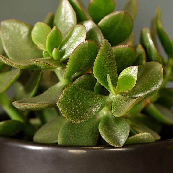 Crassula ovata 'Hulk'