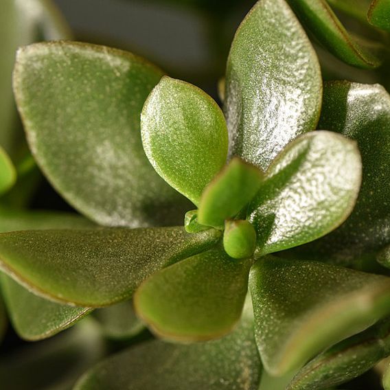 Crassula ovata 'Hulk'