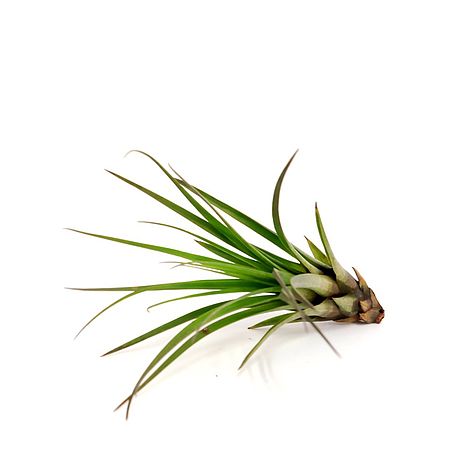 Tillandsia melanocrater tricolor