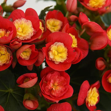 Begonia elatior 'Valentino Pink'