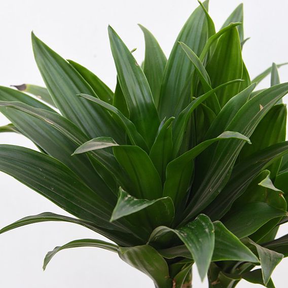 Dracaena fragrans 'Compacta'