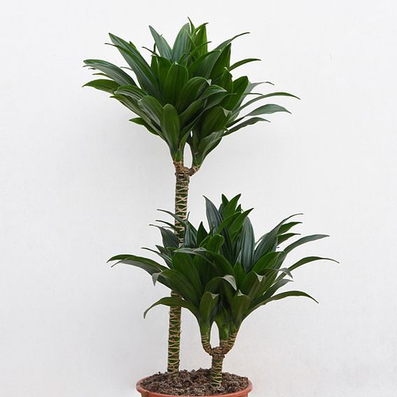 Dracaena fragrans 'Compacta'