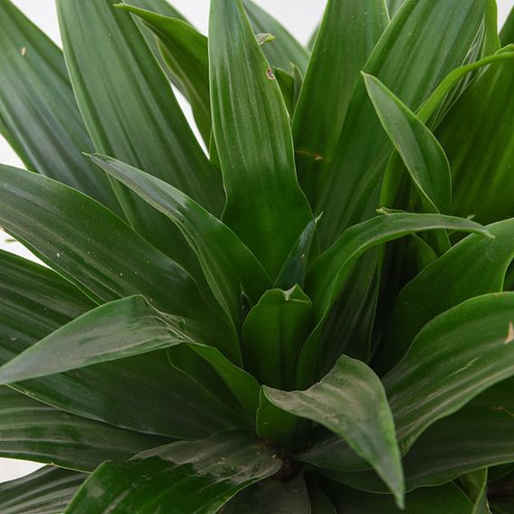 Dracaena fragrans 'Compacta'